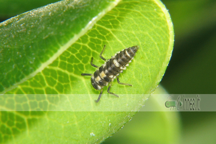 Brumus quadripustulatus larva?
